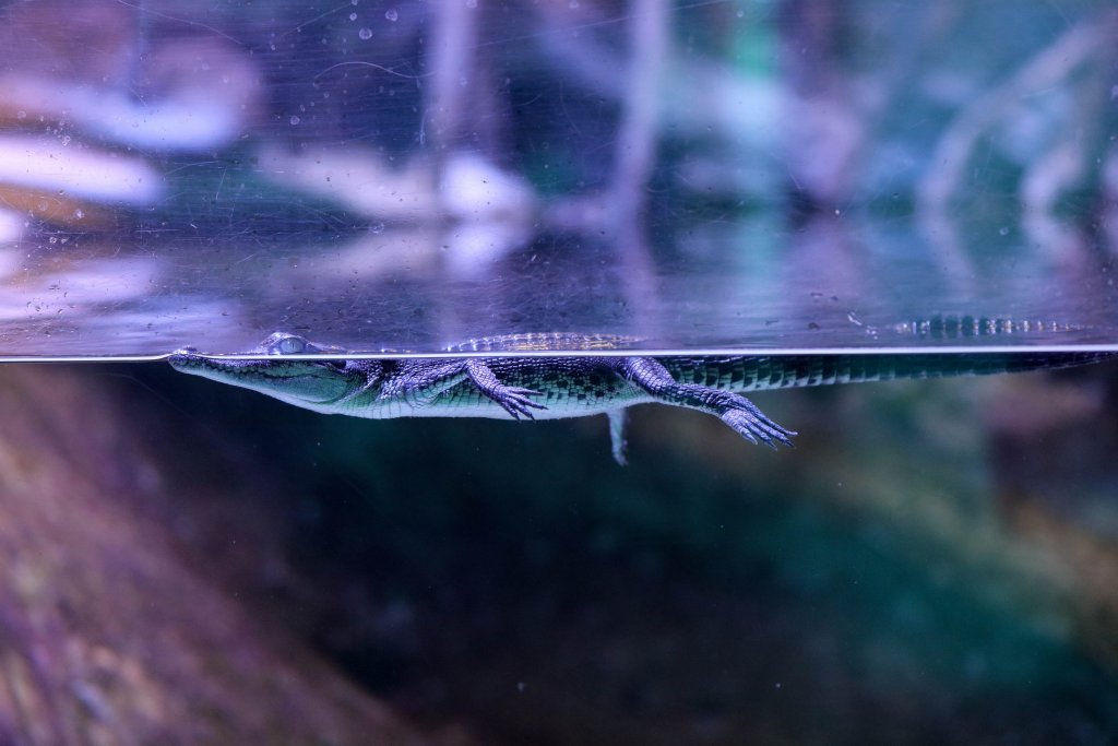 Saltwater Crocodile juvenile