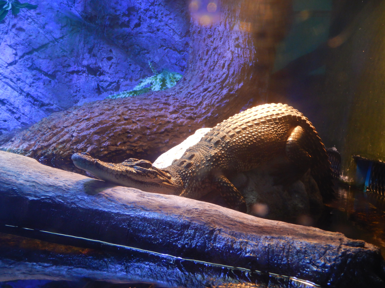 Saltwater Crocodile juvenile