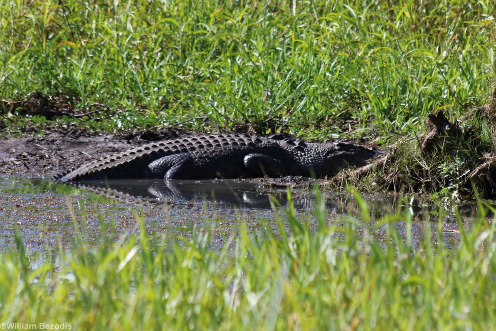 Saltwater Crocodile - Kakadu