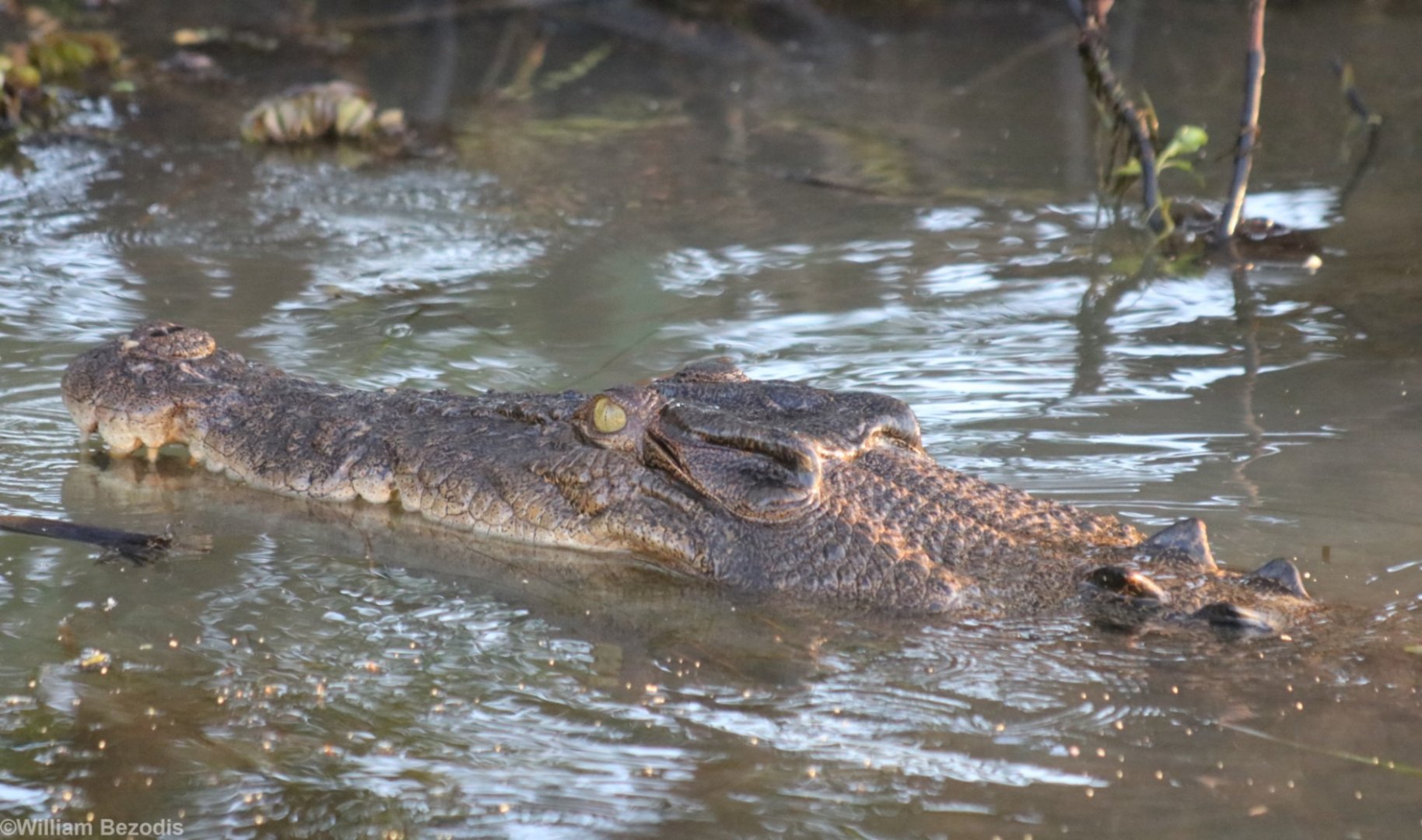 Saltwater Crocodile - Kakadu