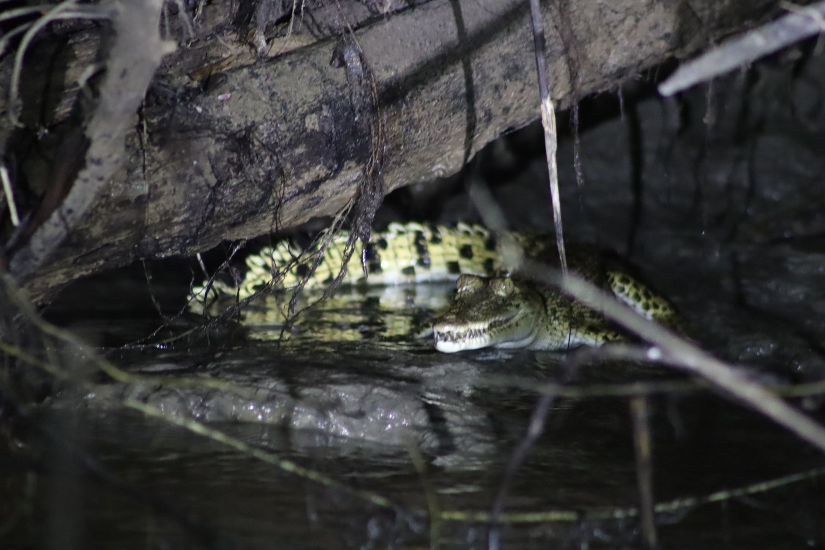 Saltwater crocodile - Kinabatangan River, 13 June 2023