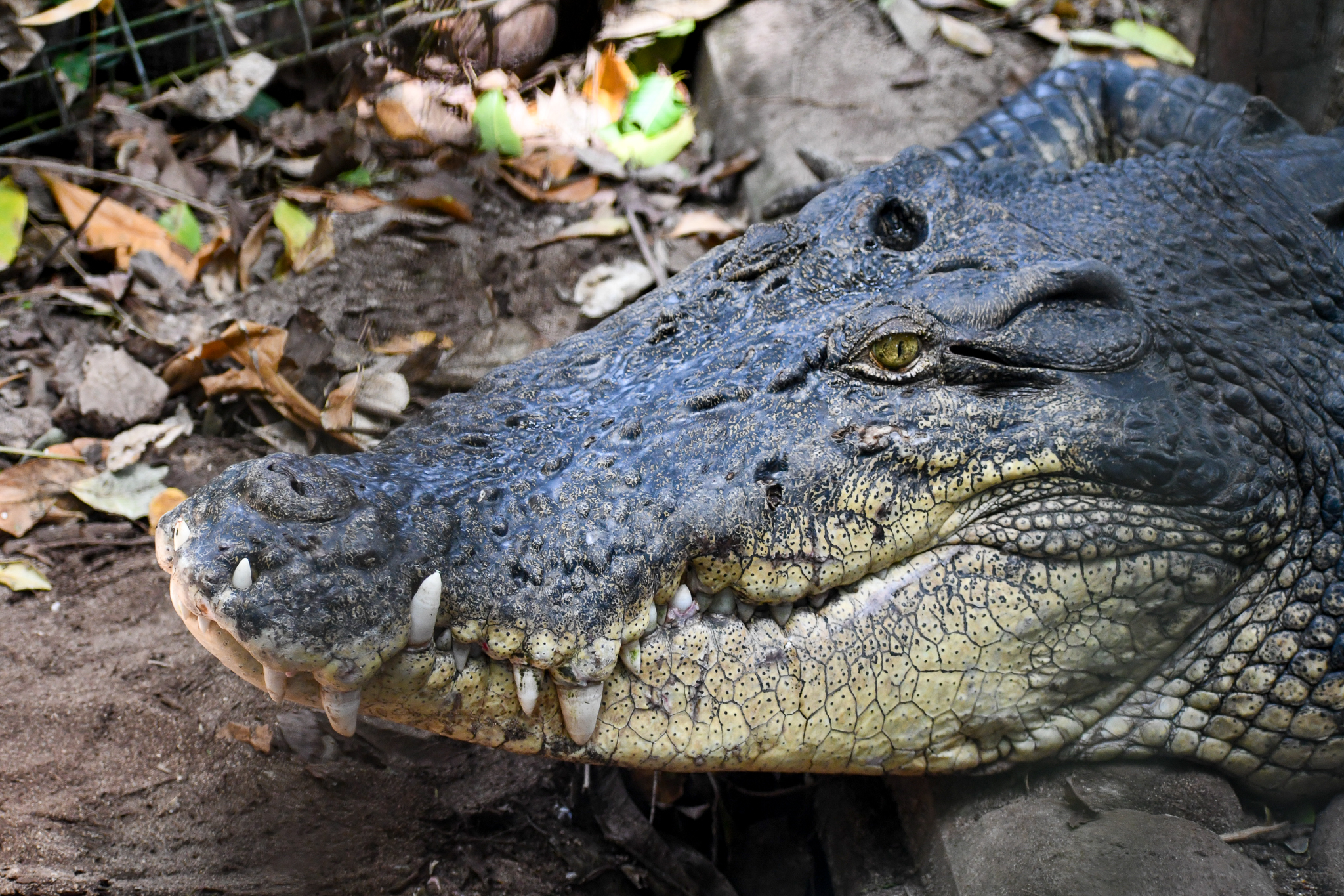 Saltwater Crocodile male