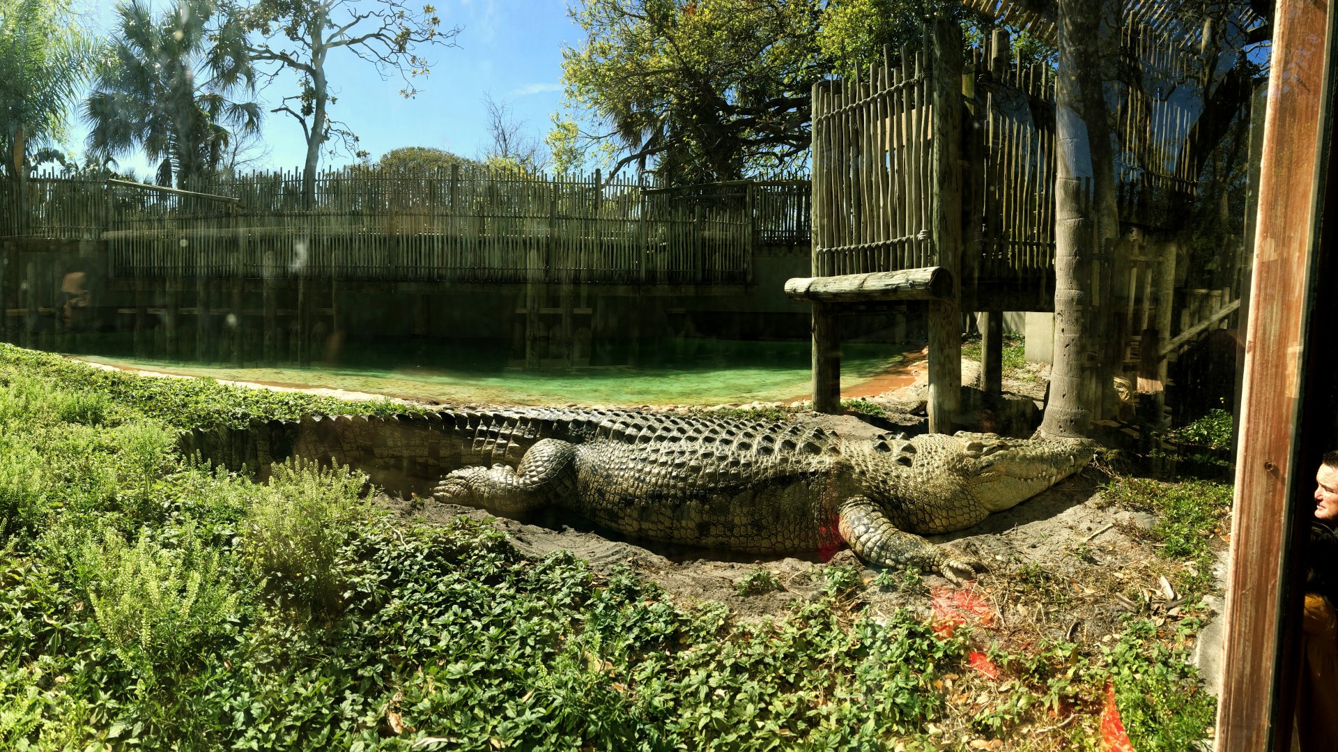 Saltwater Crocodile Maximo
