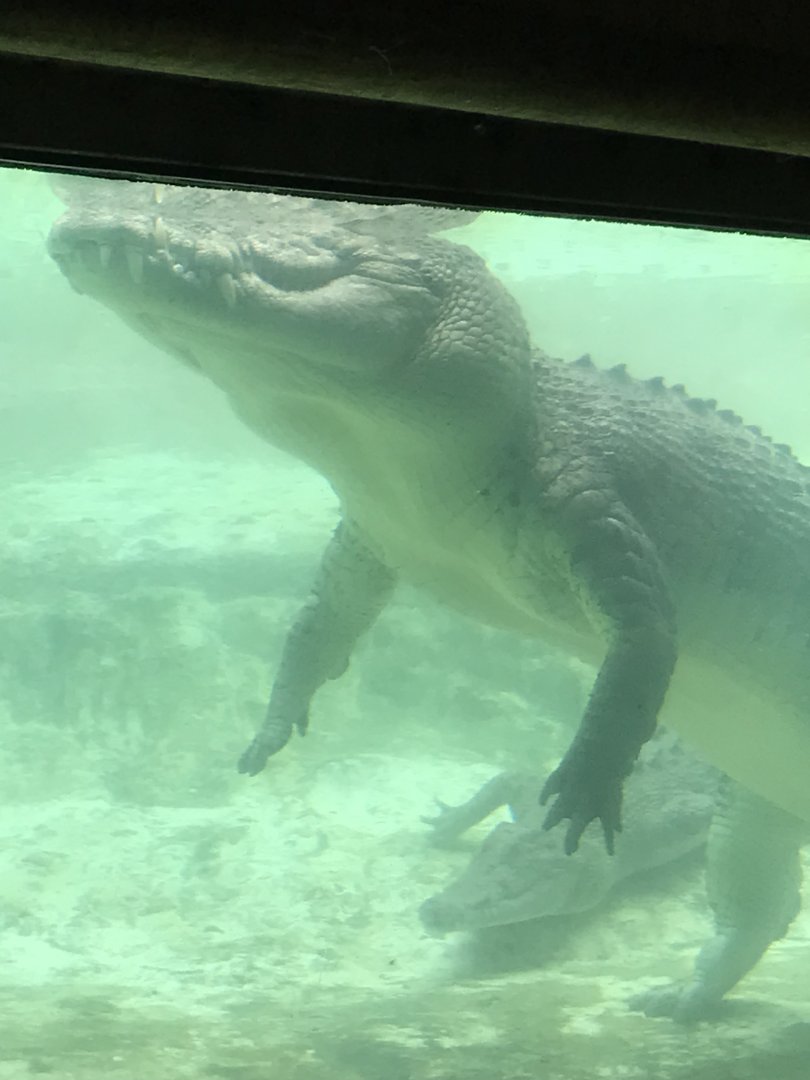 Saltwater crocodile (Maximo)