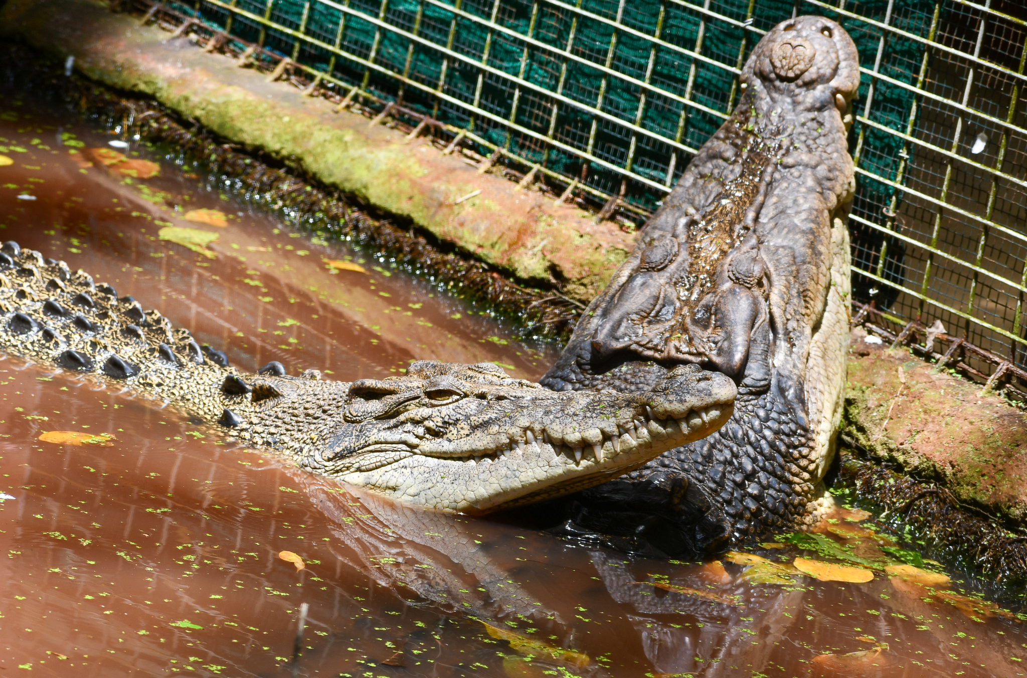Saltwater Crocodile pair