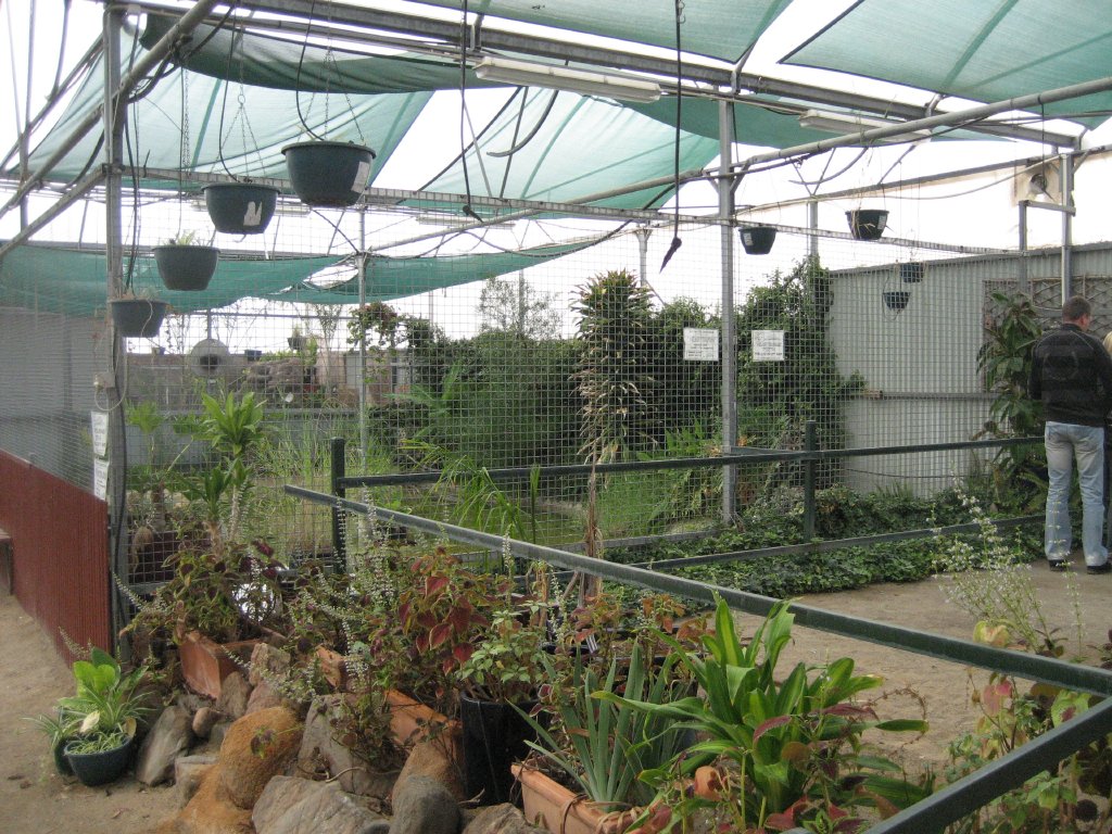 Saltwater Crocodile pool exterior