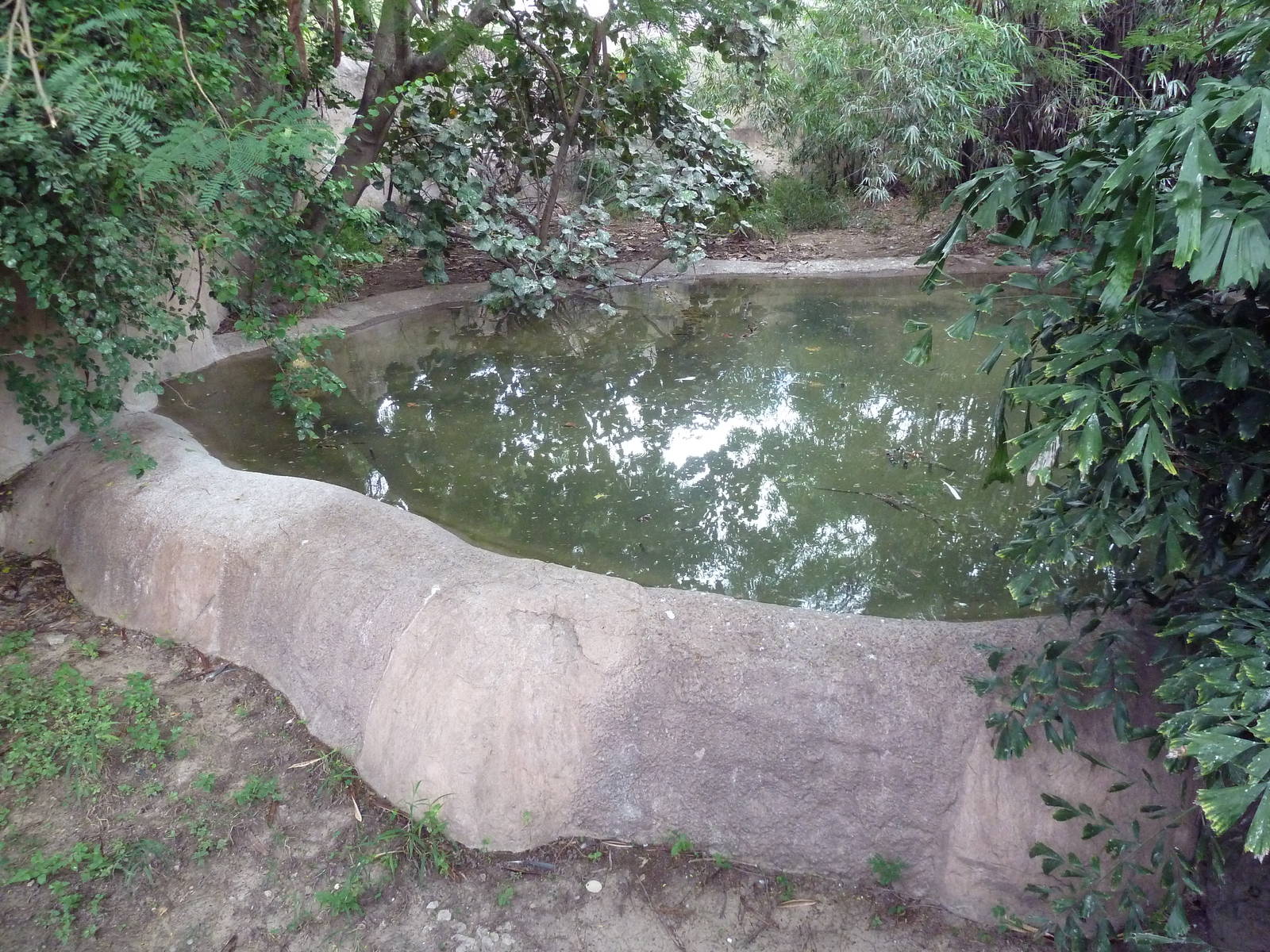 Saltwater Crocodile Pool