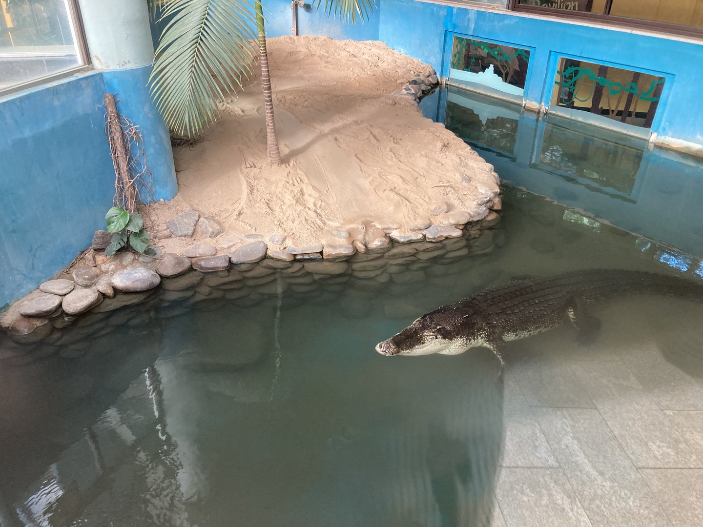 Saltwater crocodile pool