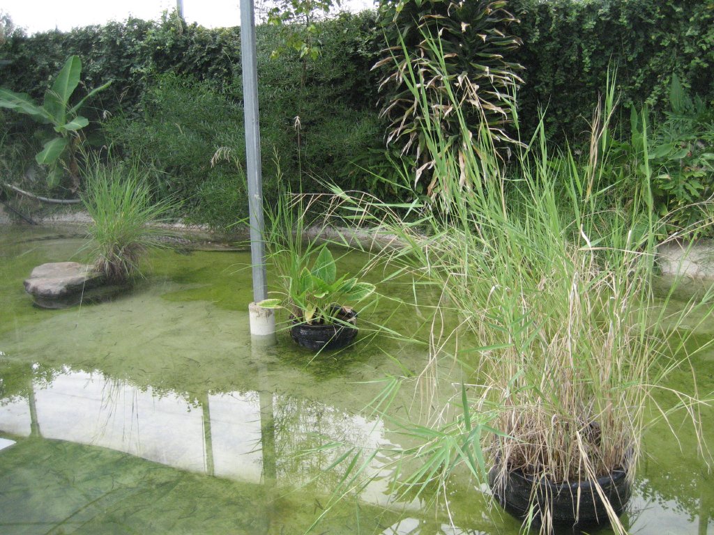 Saltwater Crocodile pool
