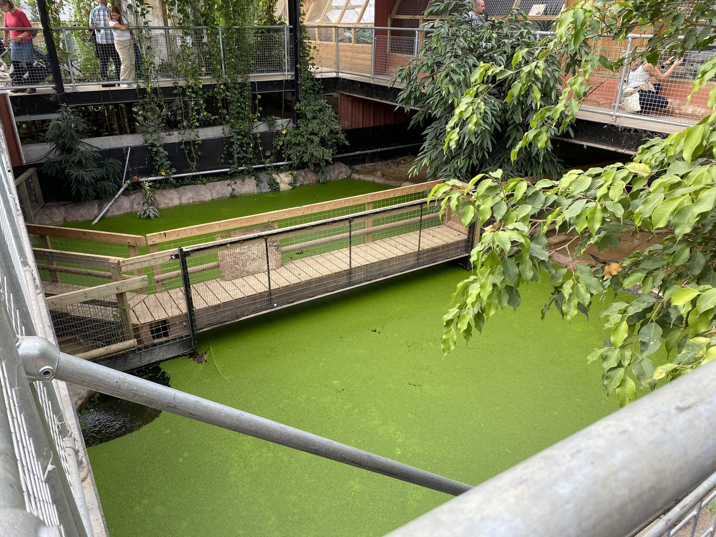 Saltwater crocodile pools, Johnsons of Oldhurst, UK