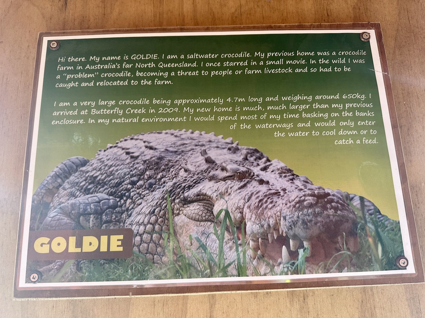 Saltwater Crocodile Profile (Goldie)