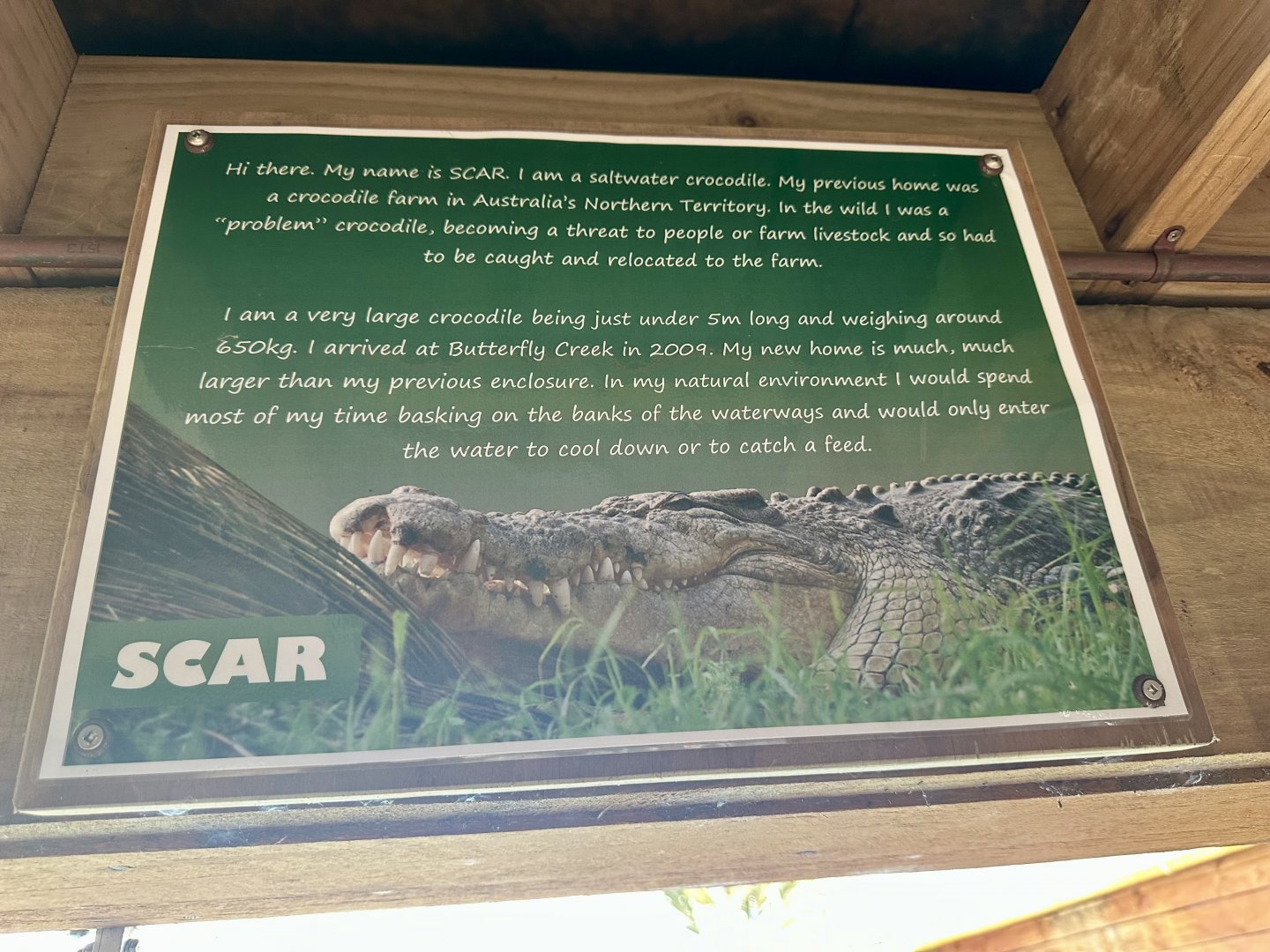 Saltwater Crocodile Profile (Scar)