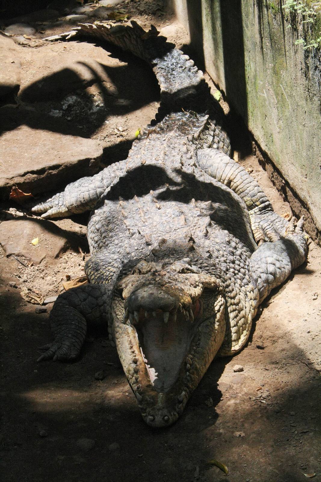 Saltwater Crocodile - Reptile Park 2015