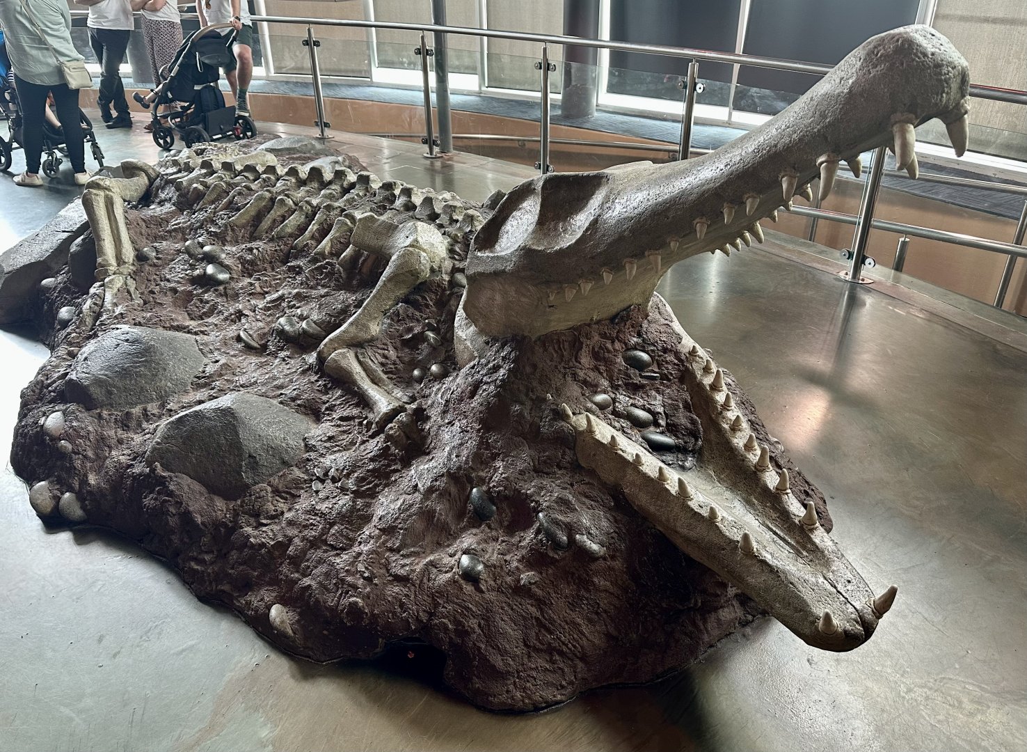 Saltwater Crocodile Skeleton (Model)