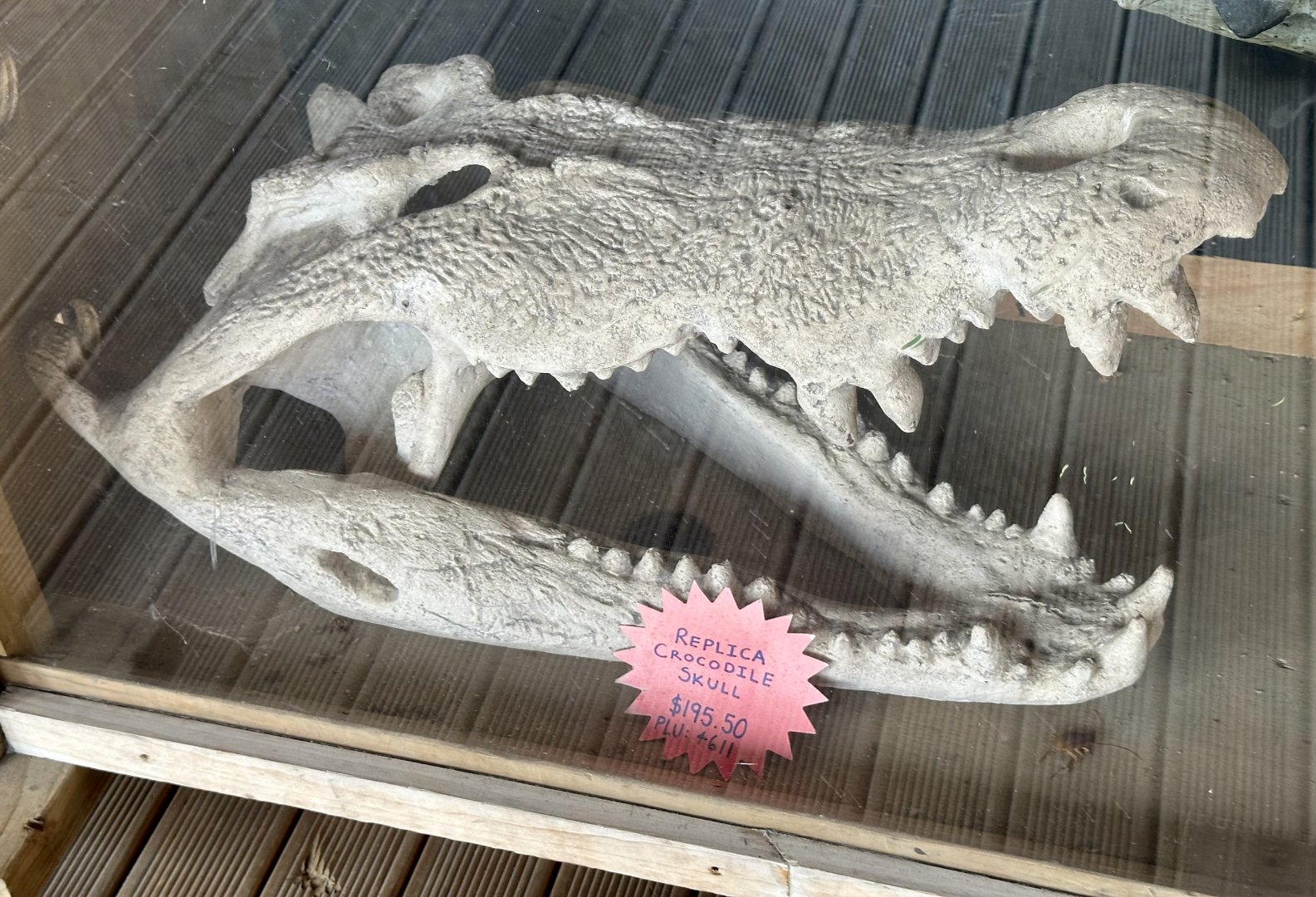 Saltwater Crocodile Skull (Replica)