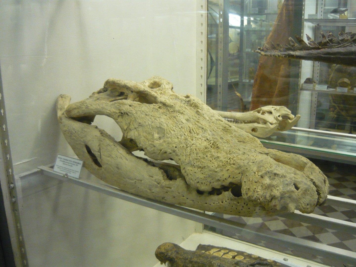 Saltwater crocodile skull