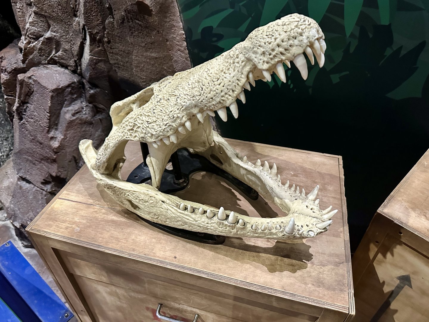 Saltwater Crocodile Skull