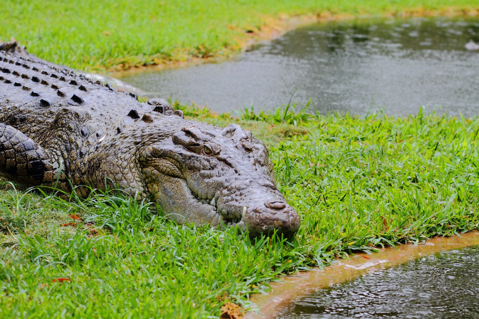 Saltwater Crocodile, Snakes Downunder Jan 2016