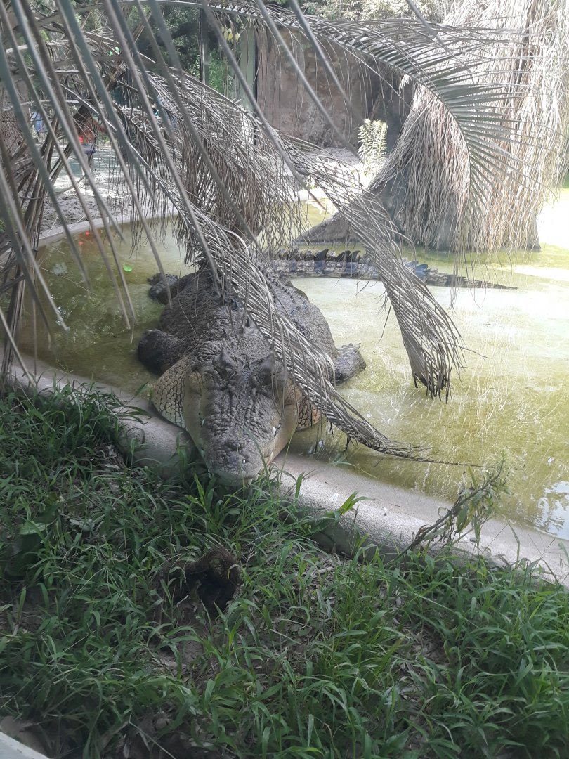 Saltwater crocodile snoozing