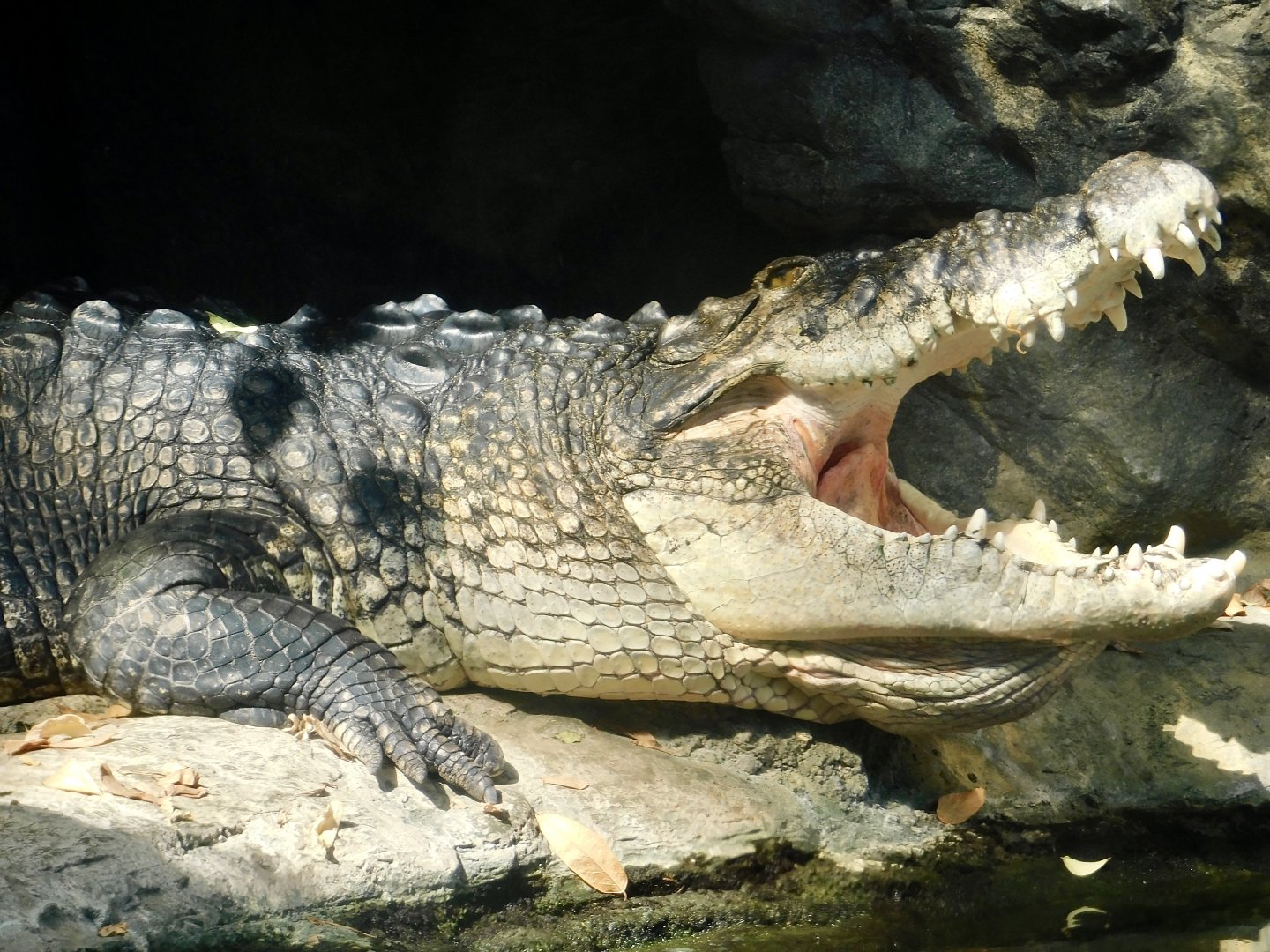 Saltwater Crocodile Sunbathing in Vivarium