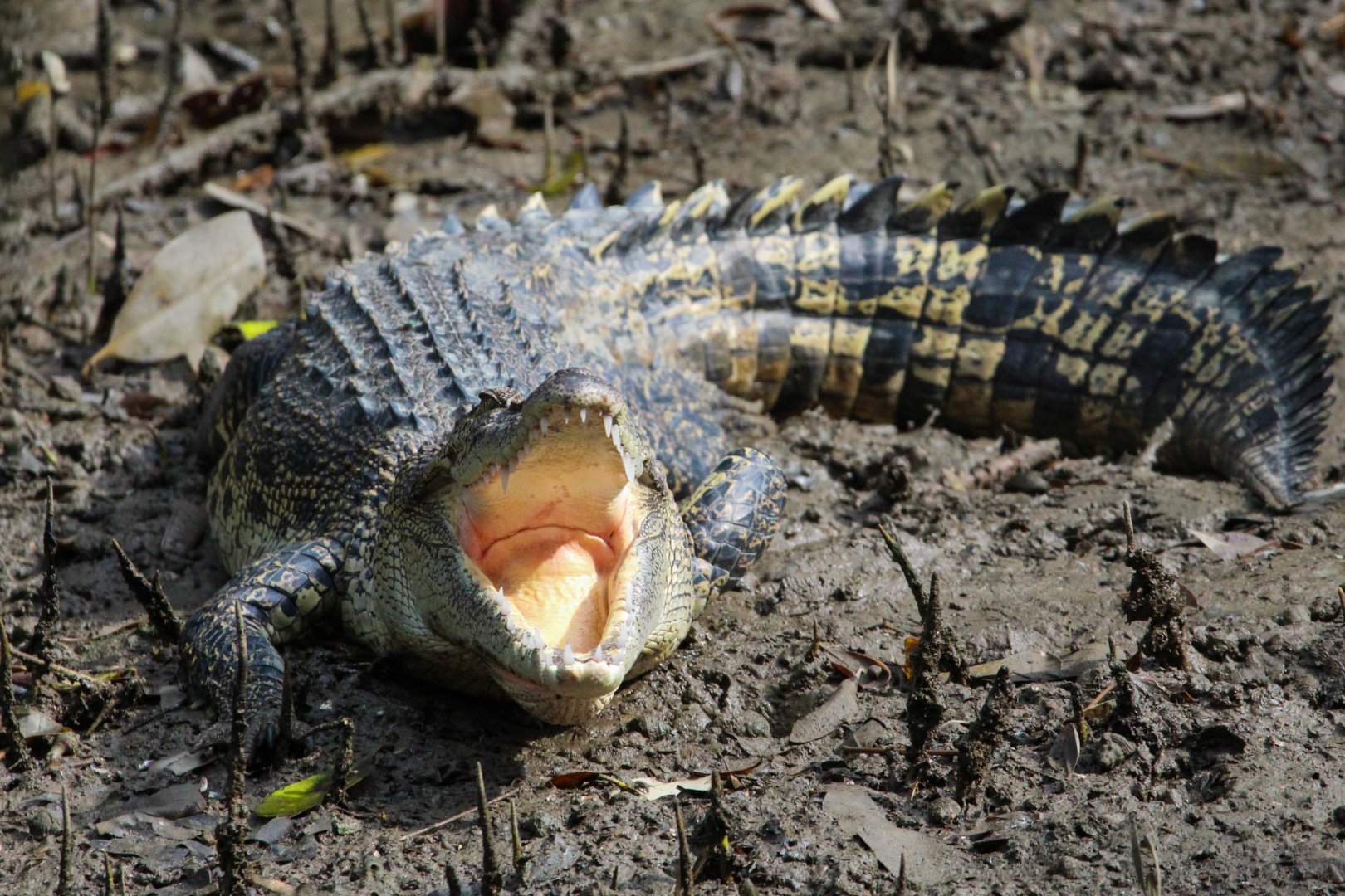 Saltwater Crocodile - Sungei Buloh Wetland Reserve