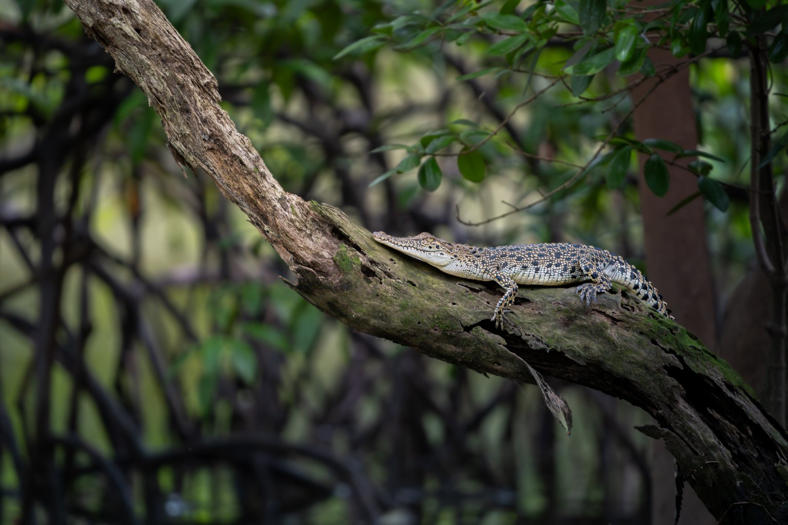 Saltwater Crocodile ~ Sungei Buloh