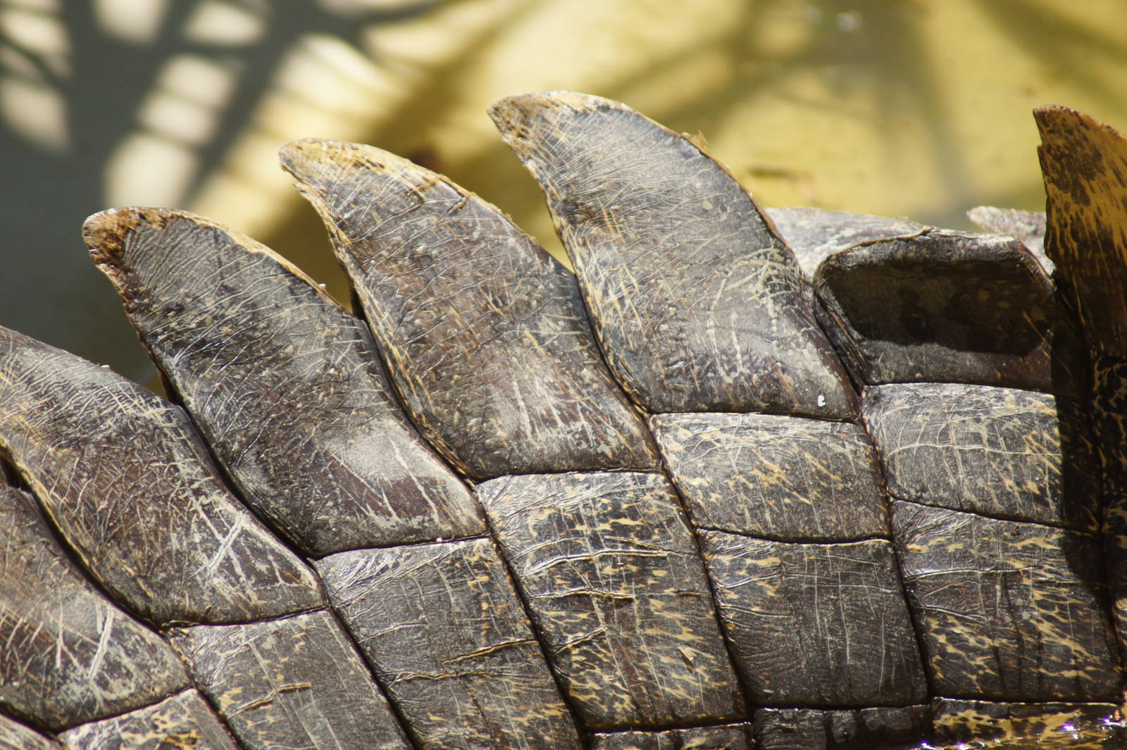 Saltwater crocodile (tail)