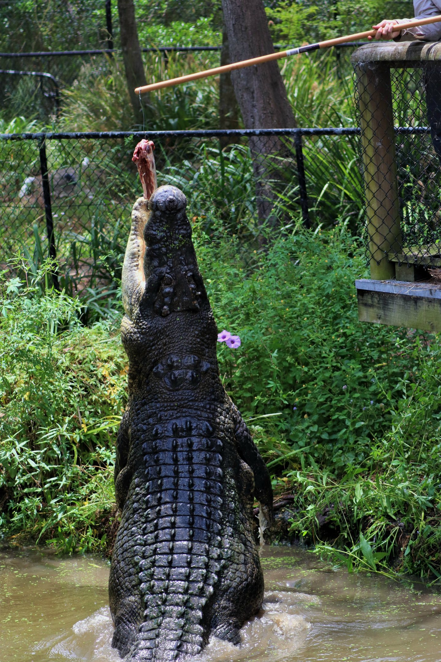 Saltwater Crocodile Talk