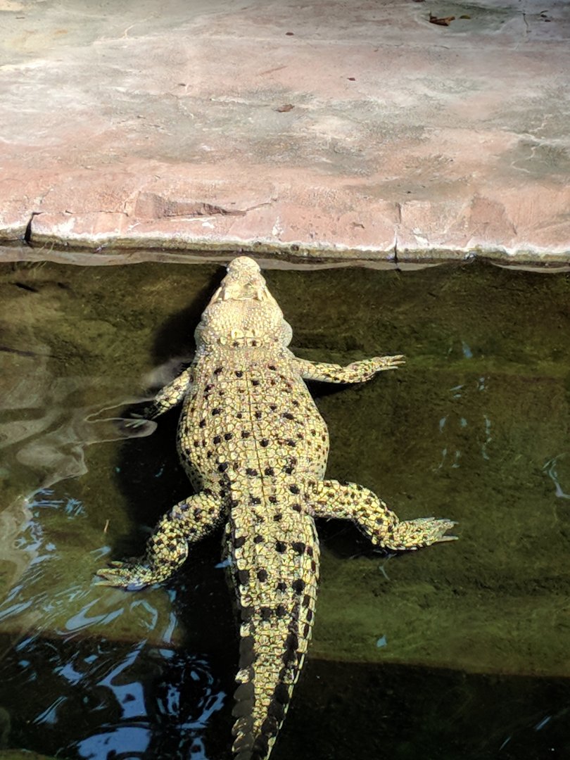 Saltwater Crocodile Tong