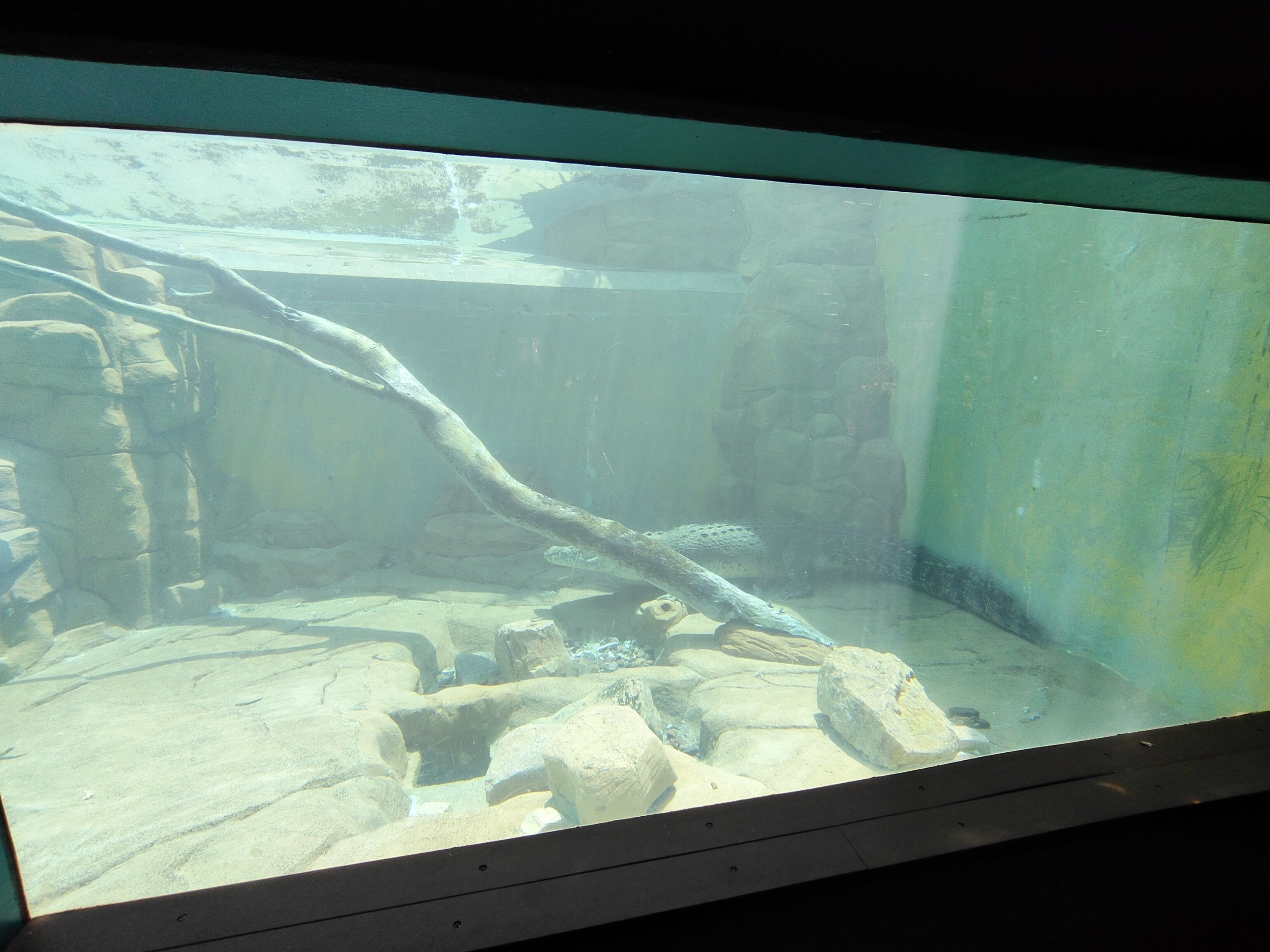 Saltwater Crocodile underwater viewing