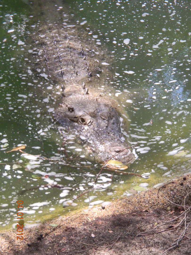 Saltwater Crocodile - WIldlife Habitat 2012