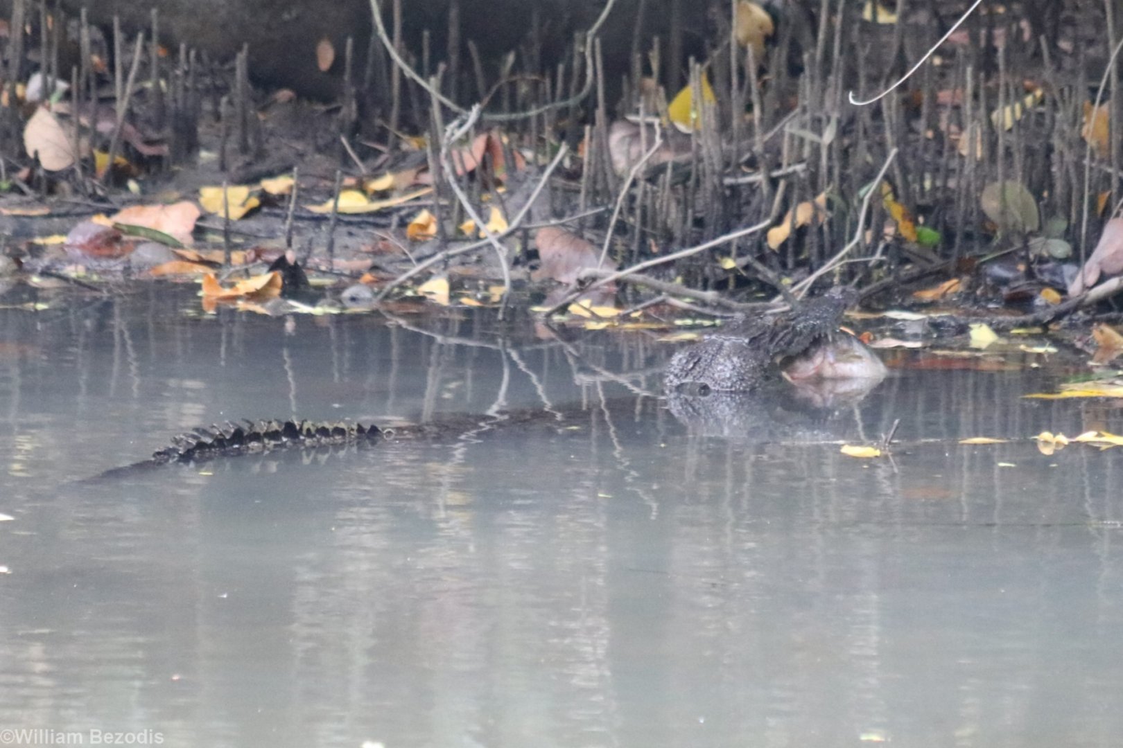 Saltwater Crocodile with Fish - Sungei Buloh