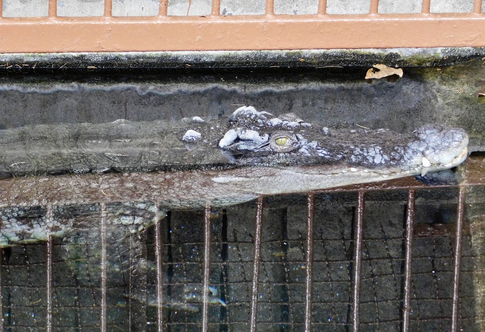 Saltwater Crocodile X Siamese Crocodile Hybrid (C. porosus X C. siamensis) December 6, 2025