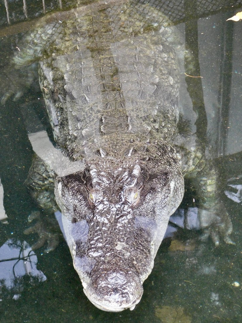 Saltwater Crocodile X Siamese Crocodile Hybrid (C. porosus X C. siamensis) December 6, 2025