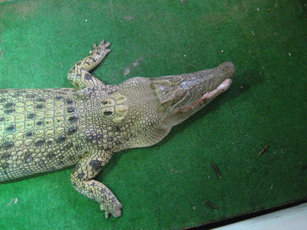 Saltwater Crocodile