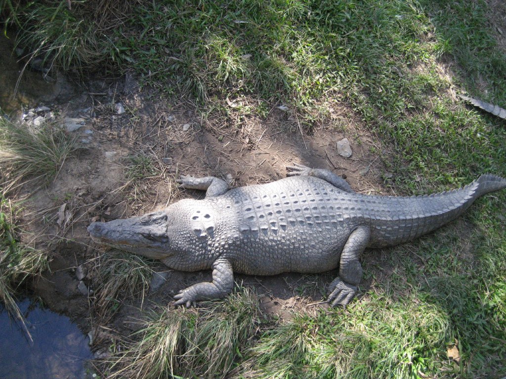 Saltwater Crocodile