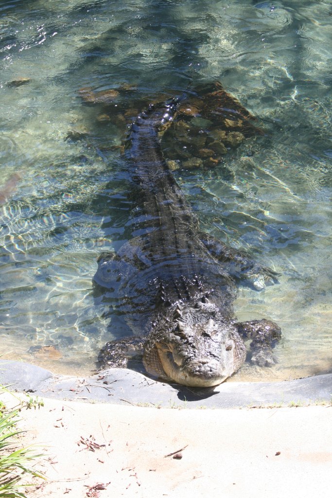 Saltwater Crocodile