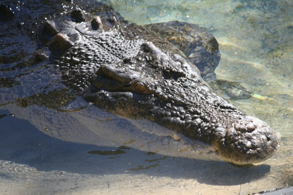Saltwater Crocodile