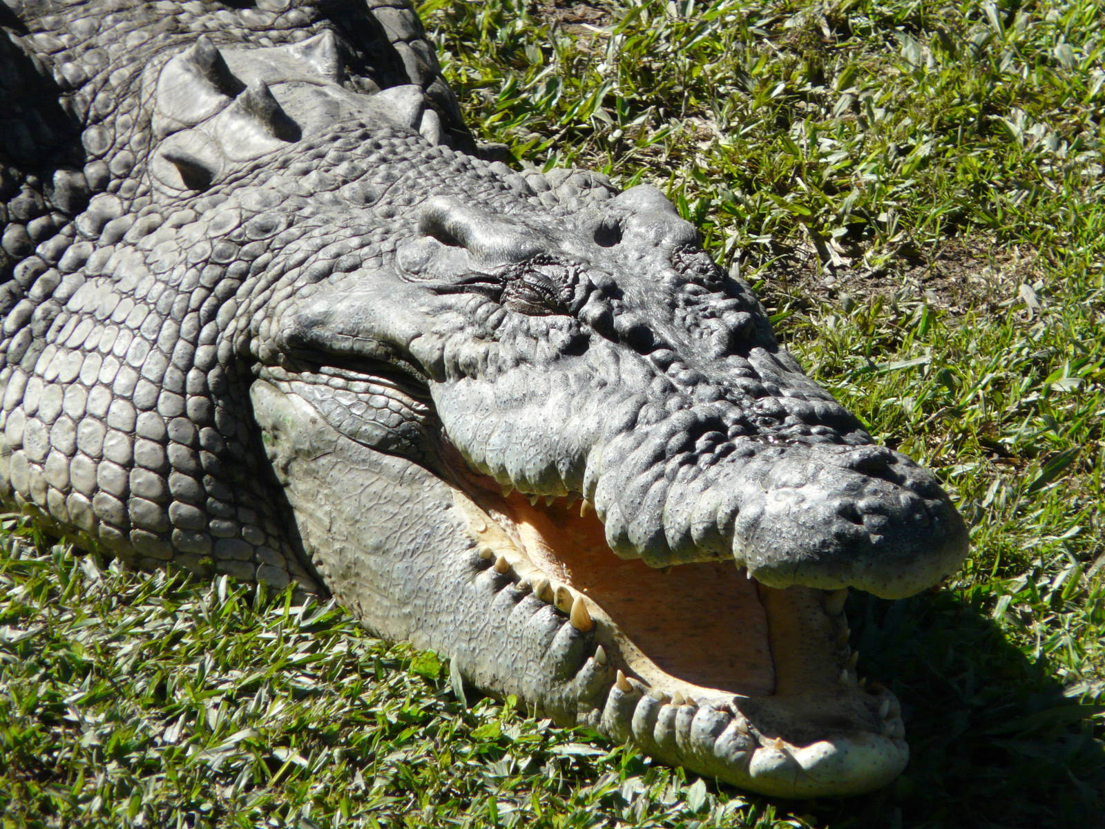 Saltwater crocodile