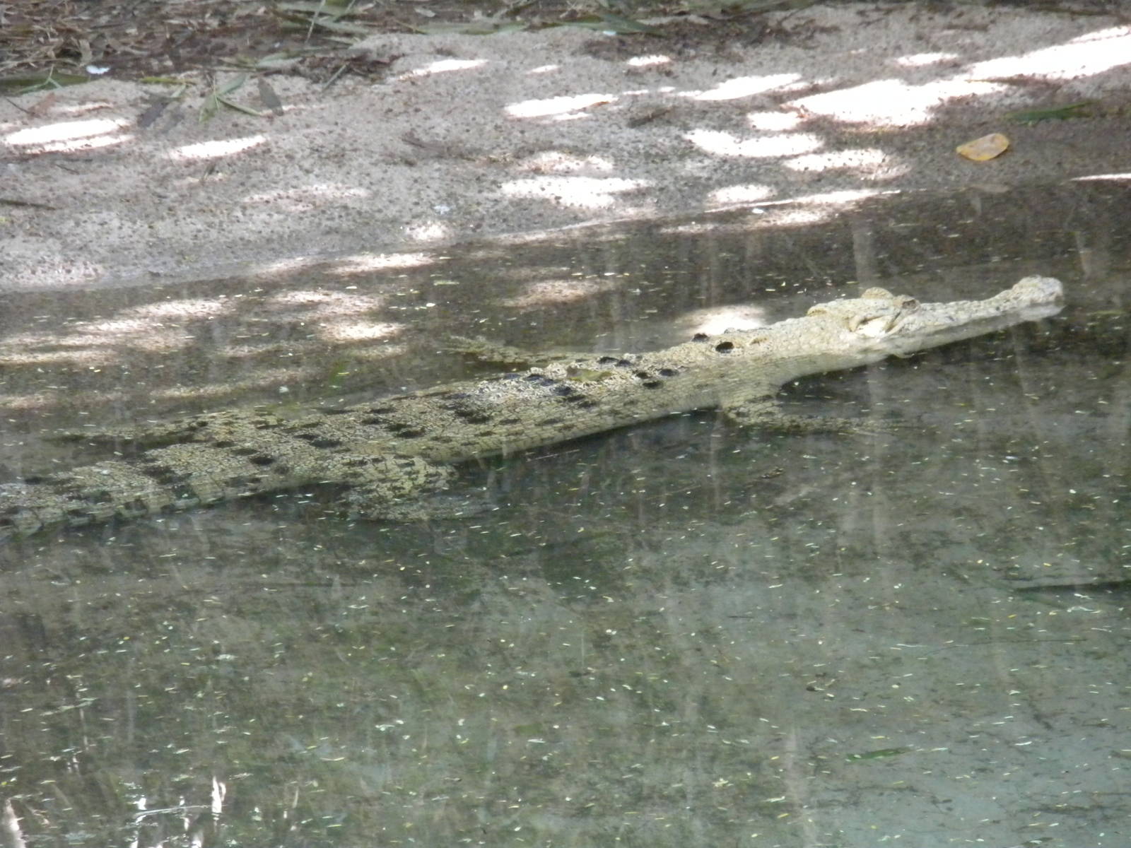 Saltwater Crocodile