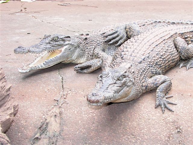 Saltwater Crocodile