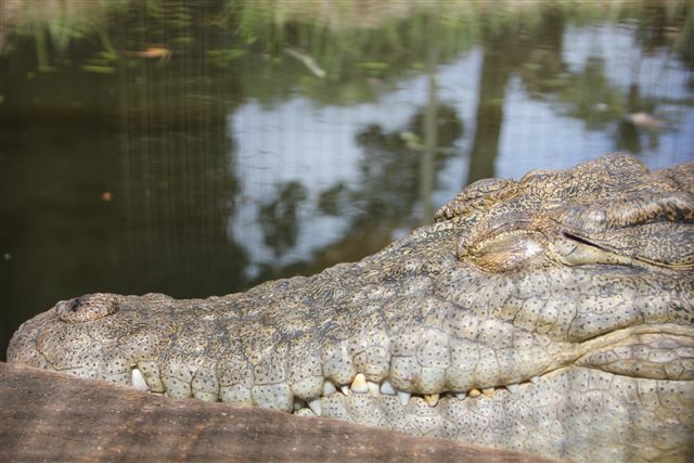 Saltwater Crocodile