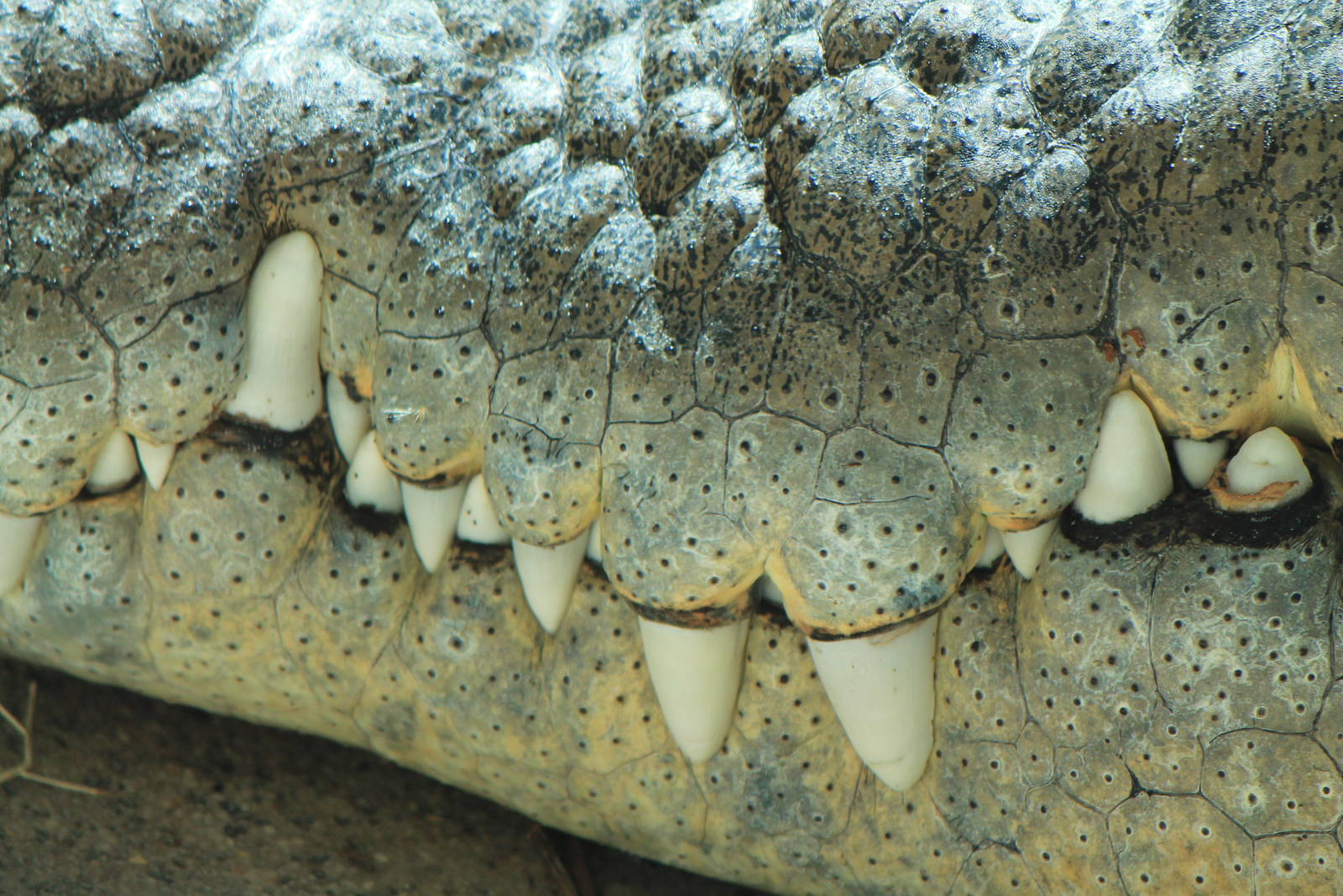 Saltwater Crocodile