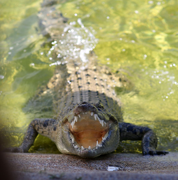 saltwater crocodile