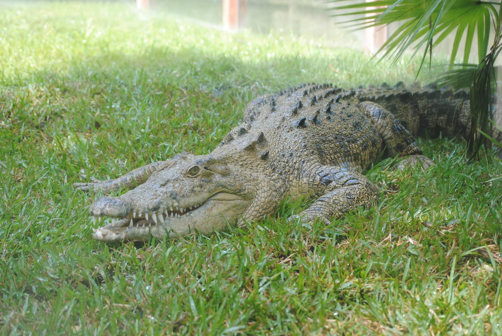 Saltwater Crocodile