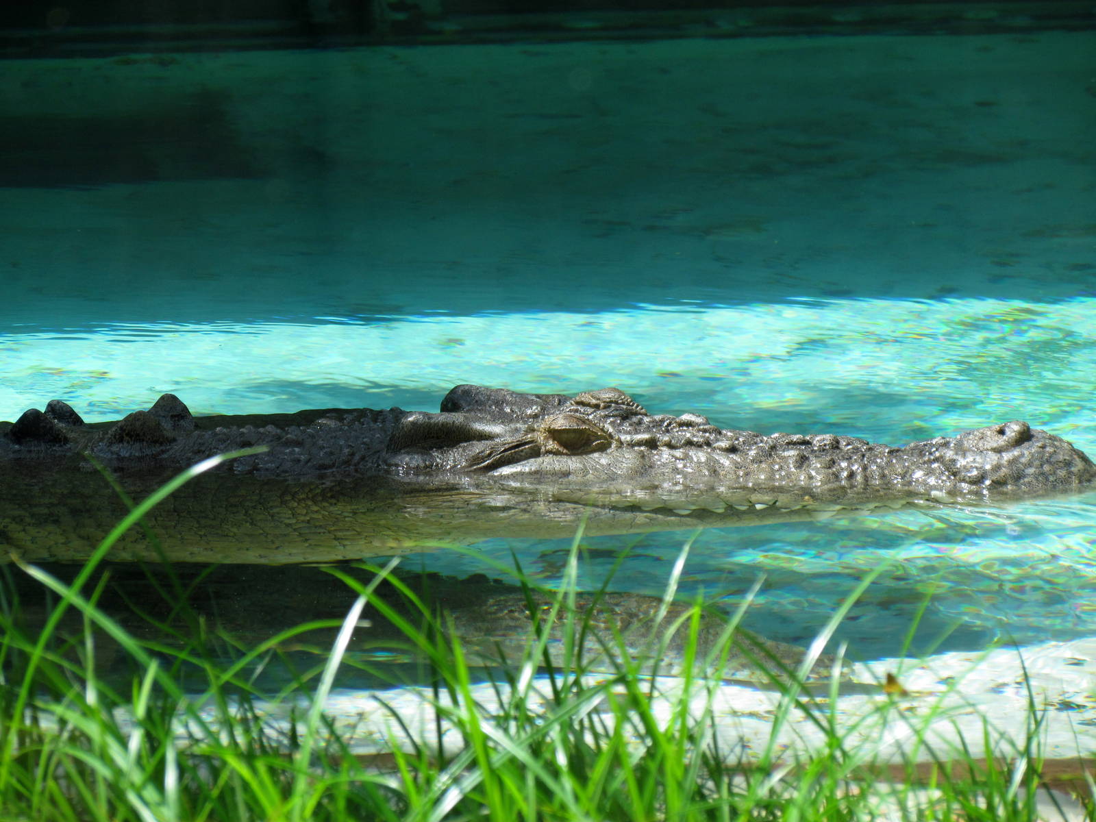 Saltwater Crocodile