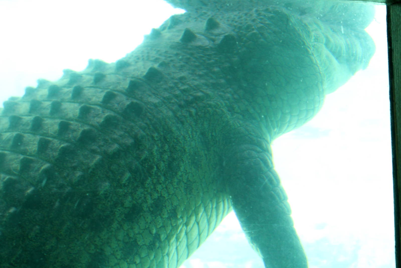 Saltwater Crocodile
