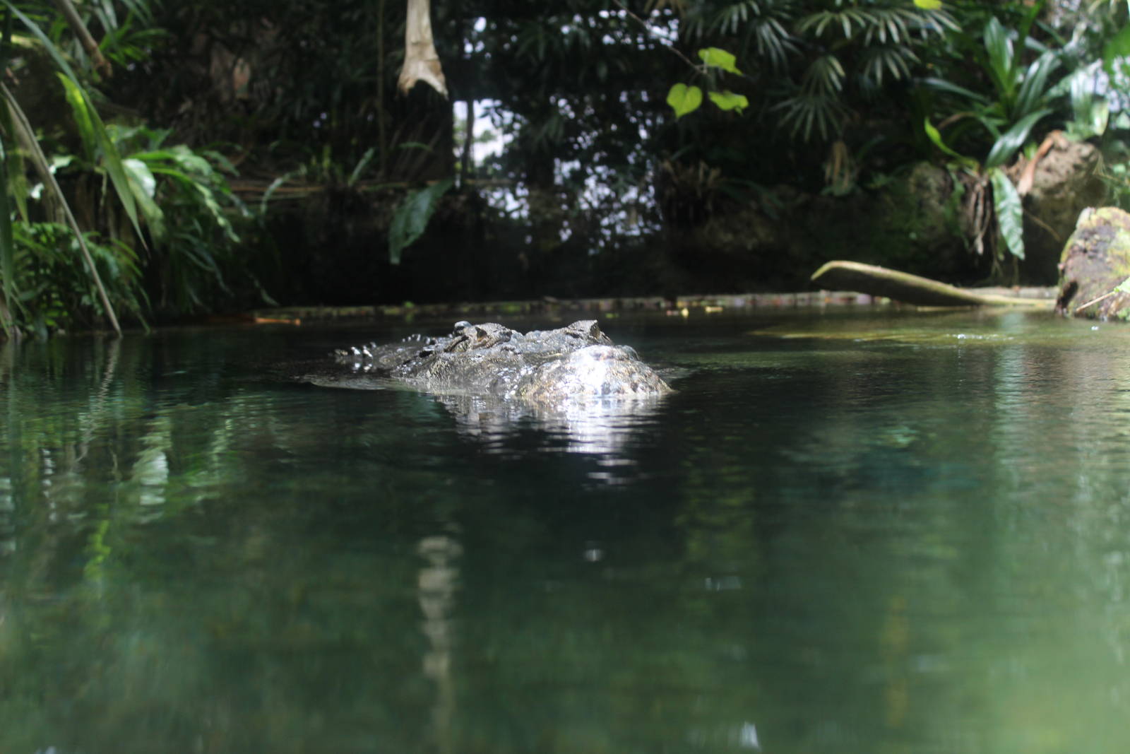 Saltwater Crocodile
