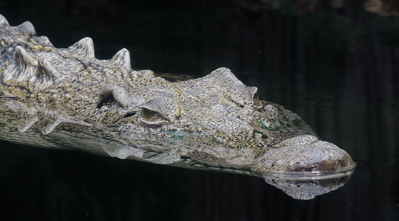 Saltwater crocodile
