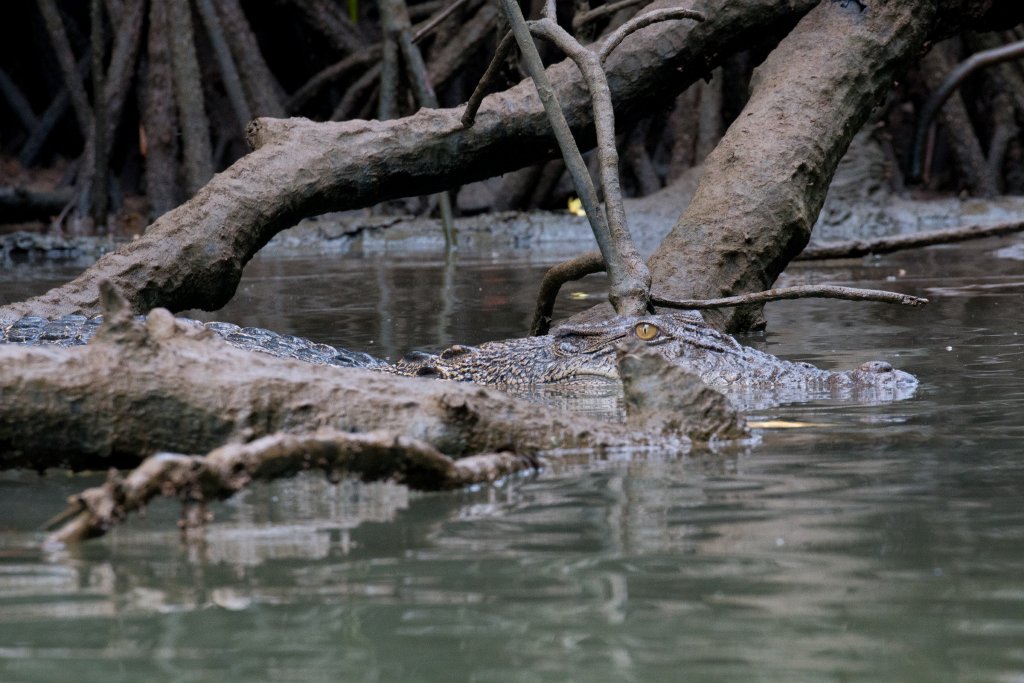 Saltwater Crocodile